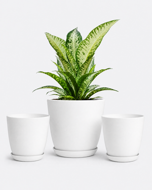 Garden Pots